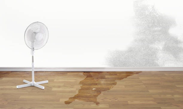 Best Basement water damage restoration  in Olive Branch, MS