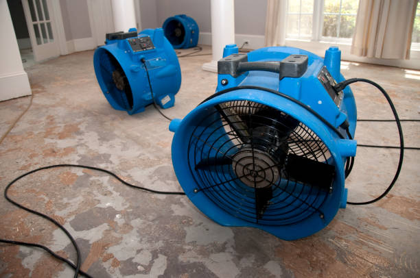 Best Professional water damage repair  in Olive Branch, MS