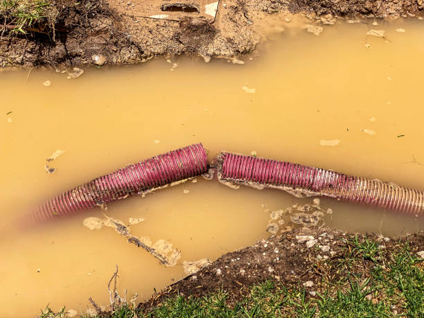 Best Carpet water damage restoration  in Olive Branch, MS